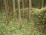 近江 鎌掛山屋敷の写真