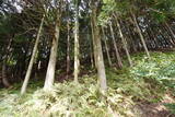 近江 松尾山砦の写真