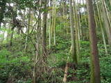 近江 水口岡山城の写真