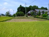 近江 野尻城の写真