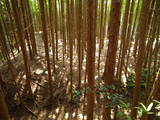 近江 小川西ノ城の写真