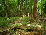 近江 小川西ノ城の写真