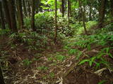 近江 小川西ノ城の写真