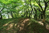 近江 佐和山城の写真