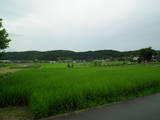 近江 下ノ城の写真