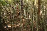 近江 水茎岡山城の写真