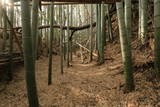 近江 水茎岡山城の写真