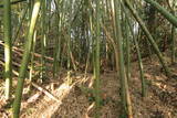 近江 水茎岡山城の写真