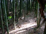 近江 竹中城の写真