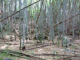近江 多喜北城の写真