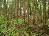 近江 多羅尾城山城の写真