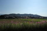 近江 虎御前山城の写真
