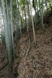 近江 鳥居平城の写真