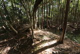 近江 鳥居平城の写真