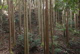 近江 鳥居平城の写真