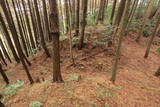 近江 上野城の写真