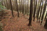 近江 上野城の写真