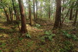 近江 和田山城の写真