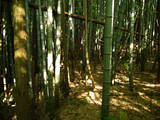 近江 山上城の写真
