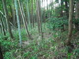 近江 山上城Iの写真