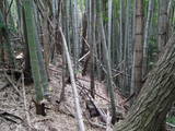 尾張 奥田城の写真