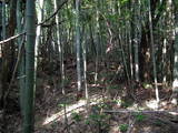 尾張 奥田城の写真