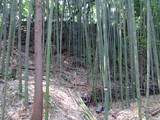 相模 岡崎城の写真