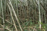 讃岐 羽床城の写真