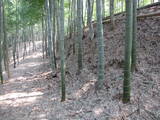 讃岐 神田城の写真