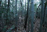 讃岐 甲山城の写真