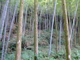薩摩 穴ヶ城の写真