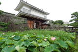 薩摩 鹿児島城の写真