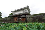 薩摩 鹿児島城の写真