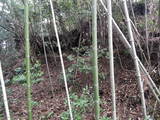 薩摩 小山田城の写真