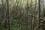 薩摩 串木野城の写真