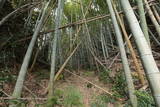 薩摩 串木野城の写真