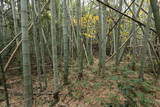 薩摩 串木野城の写真