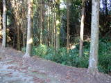 薩摩 野崎城の写真