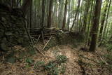 摂津 芥川城(山城)の写真