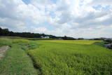 摂津 福井城の写真