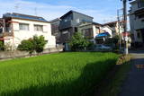 摂津 松永屋敷の写真