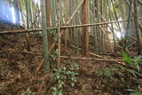 下野 赤埴城の写真