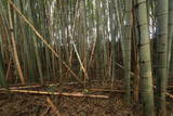 下野 赤埴城の写真