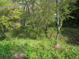下野 芦野城の写真