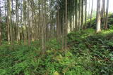 下野 鳩ヶ森城の写真