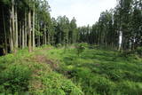 下野 鳩ヶ森城の写真