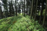 下野 鳩ヶ森城の写真