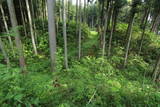 下野 鳩ヶ森城の写真