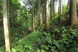 下野 鳩ヶ森城の写真