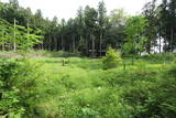 下野 鳩ヶ森城の写真